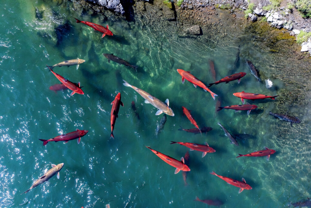 Wild Alaskan sockeye salmon