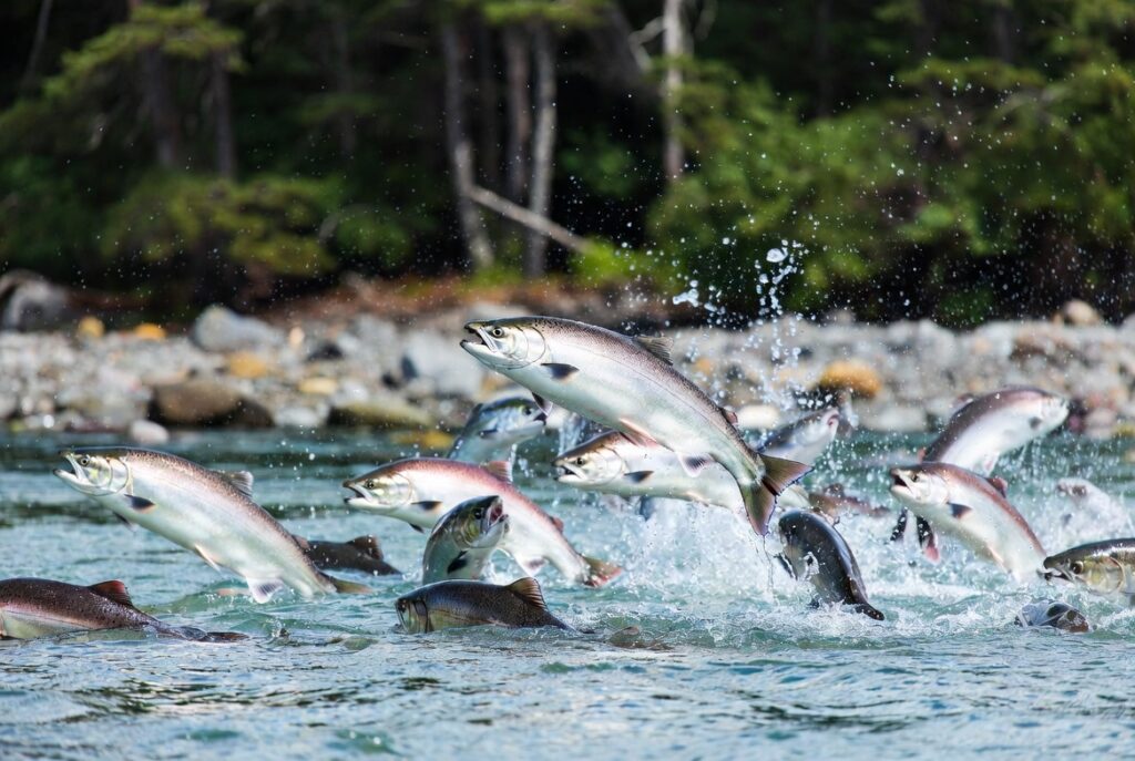 Wild Alaskan sockeye salmon
